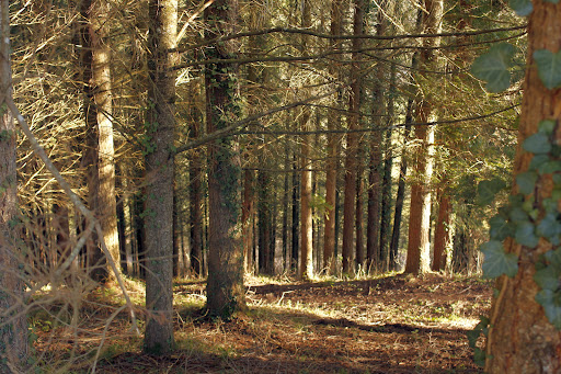 La forêt de Mana