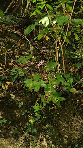 Petricore - Visual