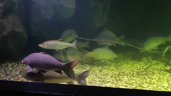 http://www.aquariumkarlovac.com/