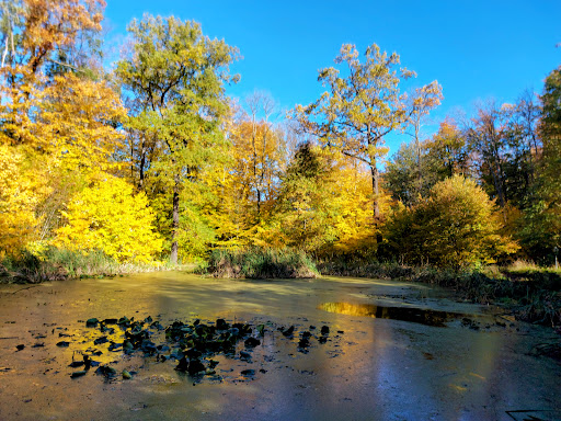 Großer Waldhausteich - Visual