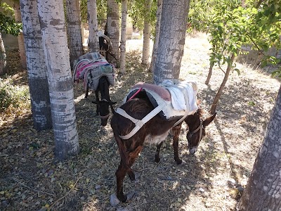 Photos of Toraman Parkı