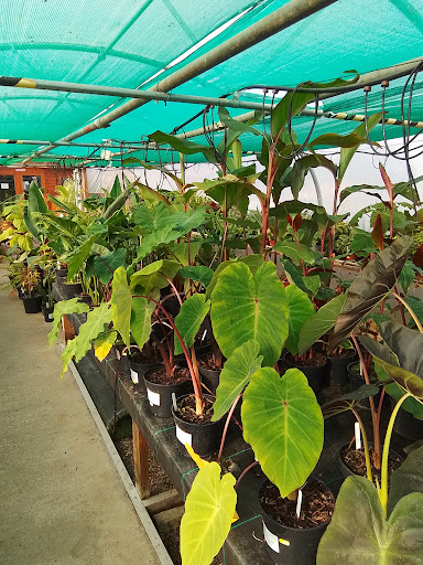 Sunk Island Garden Centre - Thumbnail