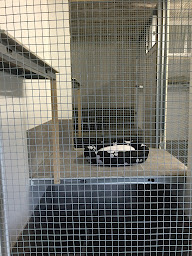 Photo n°1 de Pension Canine et Féline La Louvetière Le Mans-72-Sarthe La Chartre sur le Loir Ecommoy Le Lude Bouloire à Saint-Mars-d'Outillé (Garde d'animaux de compagnie)