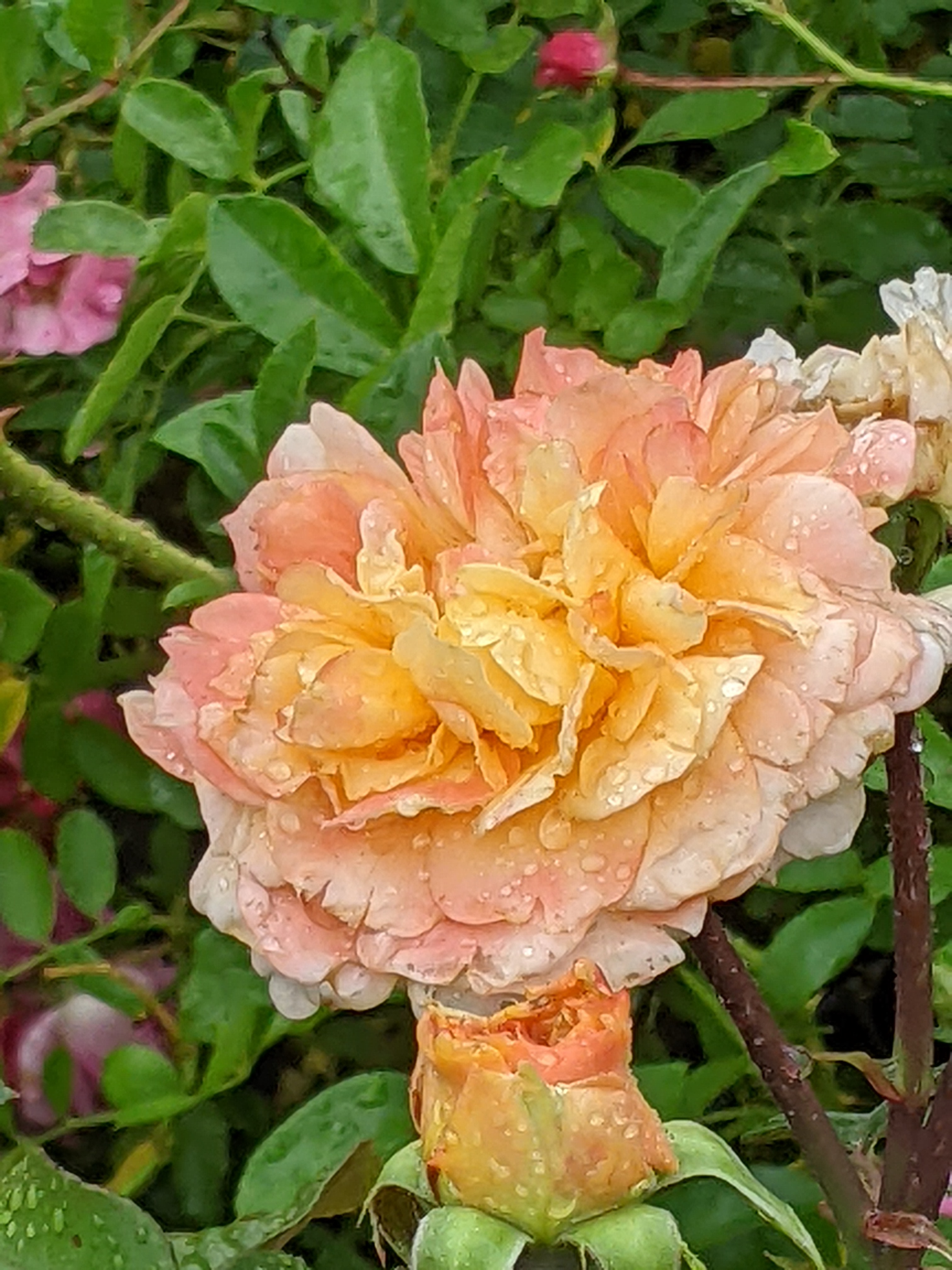 Clegg's Nursery -Donmoor