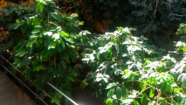 Centro de Ciência do Café Horário de abertura