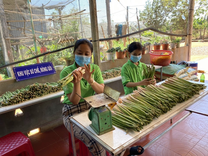 FARM Măng Tây Xanh TRẦN HẠNH