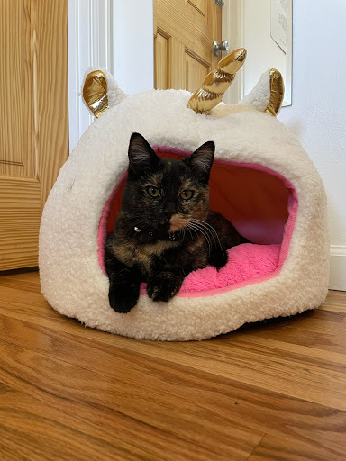 Uniquely Cats Veterinary Center - Thumbnail