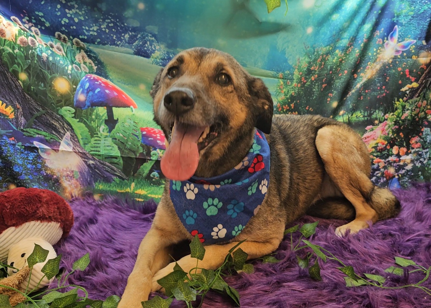 SpaW Pet Salon