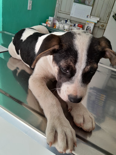Veterinaria Pro-Humanimal - Thumbnail