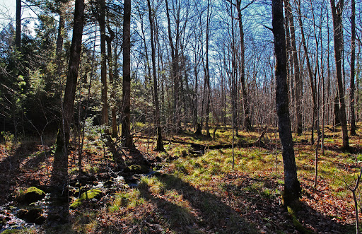 Mondeaux Hardwoods State Natural Area