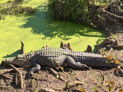 Alligator Alley