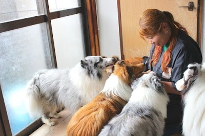 ドッグサロン・ゴールデンスター