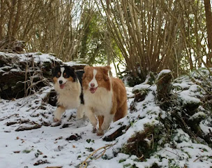 Photo n°8 de Élevage de la Vallée des Aussies à Lignol (Éleveur de chiens)