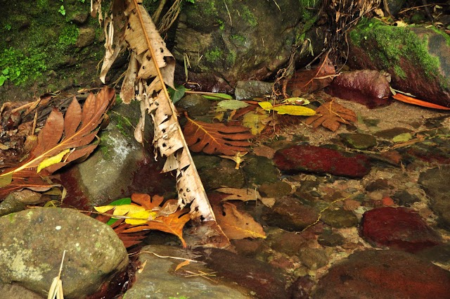 Trace Prêcheur-Grand-Rivière (16km-6h)