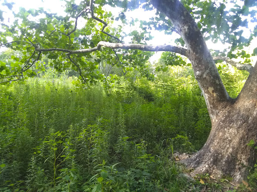 Woodman Fen Gallery - United States