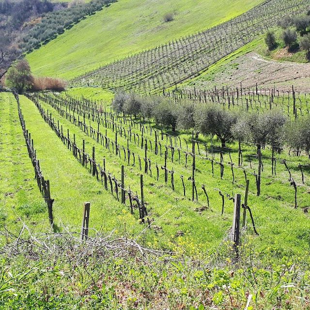 Tenuta Cocci Grifoni