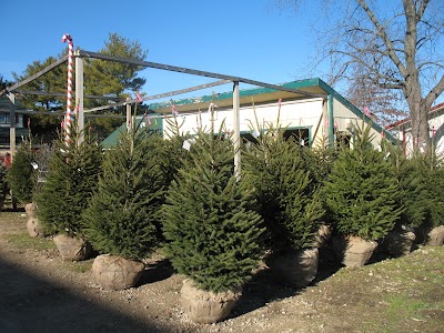 Photos of Oney's Tree Farm