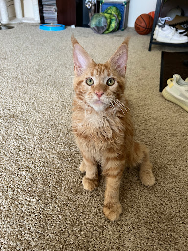 Fluffy and Adorable Corp Gallery - United States