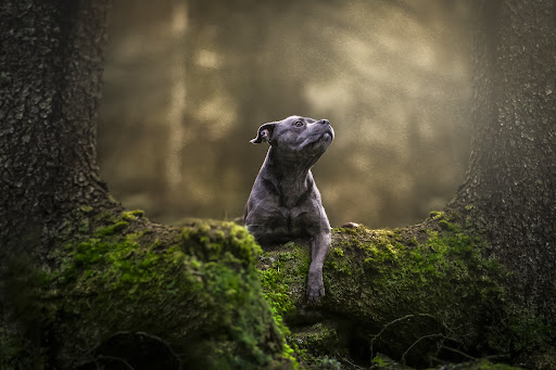 Hundefotograf1