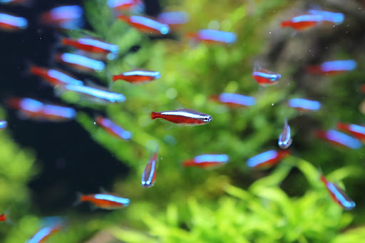 Awesome Aquatics - Visual