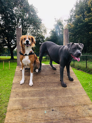 Stichting Hondenspeeltuin Pittelo - Thumbnail