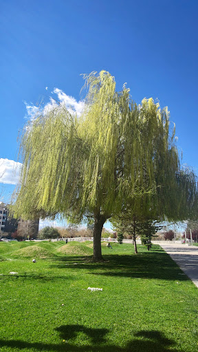 Olas Park - Visual