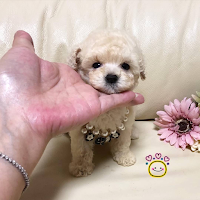 ティーカッププードル・ヨークシャテリア・チワワ専門犬舎 Dion