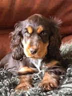 Le Domaine de Sirius à Séglien