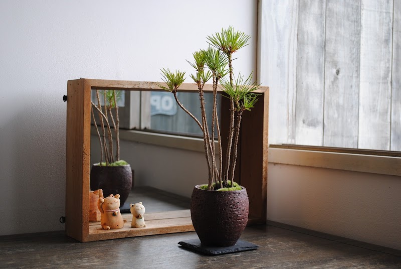 インテリア盆栽工房BonCyu