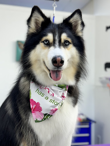 Aunt B's Pet Grooming - Thumbnail