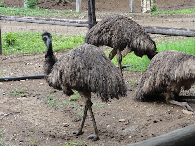 Photos of Cura&ccedil;ao Ostrich Farm