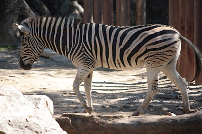 Zebra And Rhino Habitat