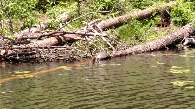 Walnut Creek Park