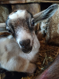 Photo n°6 de la Chevrerie du Bois à Saint-Laurent-des-Arbres (Marché traditionnel)