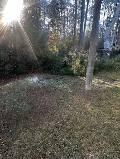 Emergency tree removal