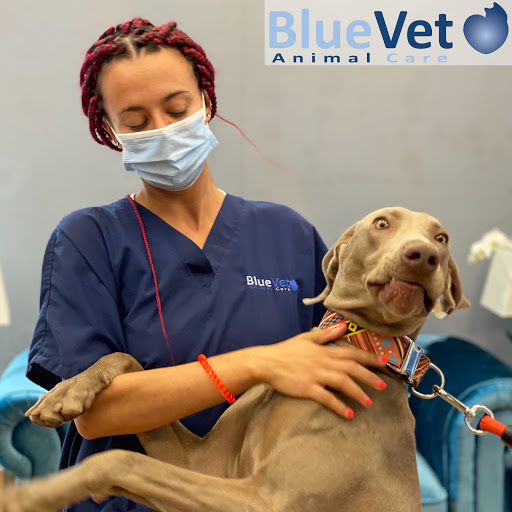 BlueVet Veterinario Villanueva de la Cañada