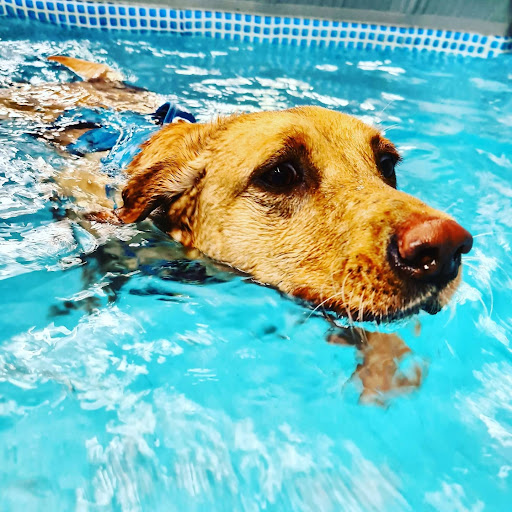 The Canine Fitness Centre (Petersfield) | Hydrotherapy & Physiotherapy for Dogs - Thumbnail