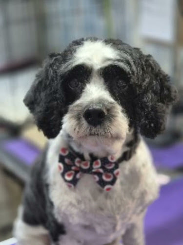 Spoilt Pooch Spa & Groom - Ipswich