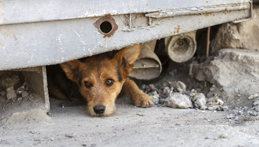 Dakota haven shelter - Thumbnail