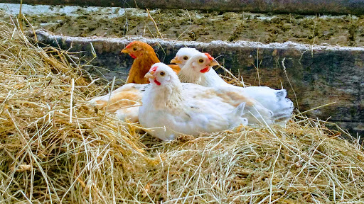 Kampeerboerderij Halfweg - Thumbnail