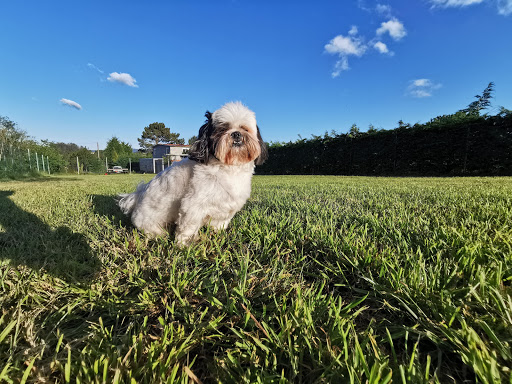 Hotel para perros Residencia Canina El Bosque