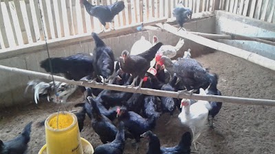 Photos of The chicken coop Bandi Kampung Banten Farm