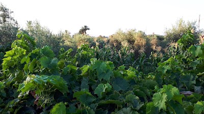Photos of Qarun Lake