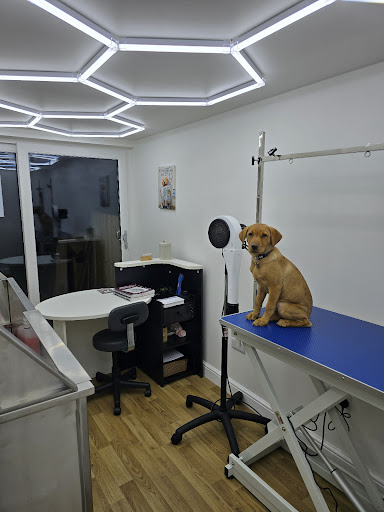 Derbyshire Dog Grooming