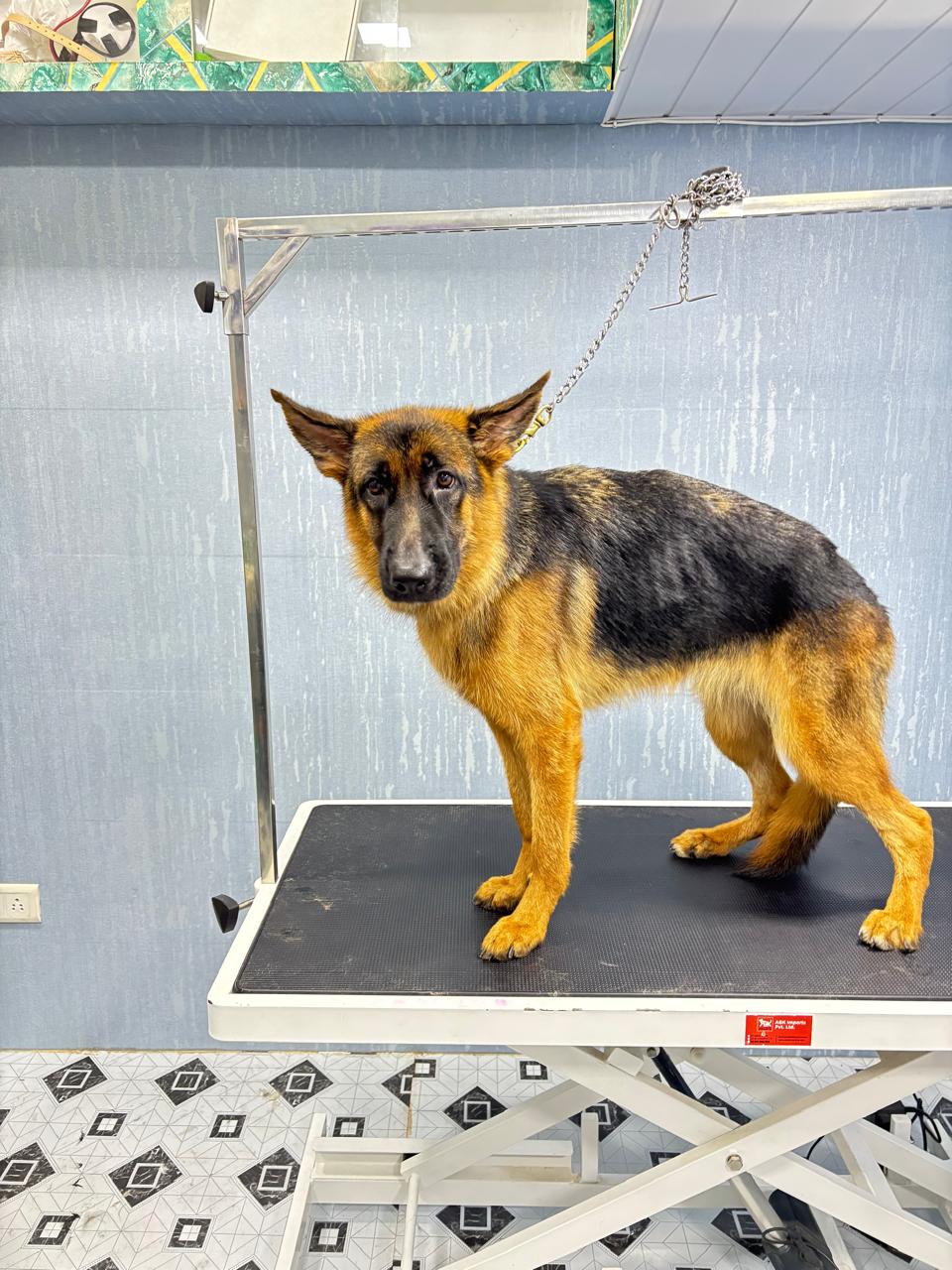 FUN 4 PETS GROOMING SPA