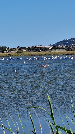Lac Flamingo - Thumbnail