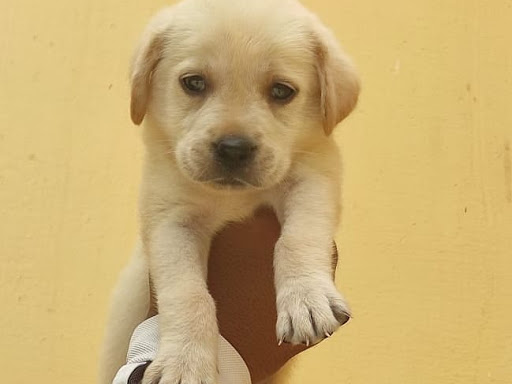 Quality labrador retriever puppy available now for booking interested person contact us as soon a…