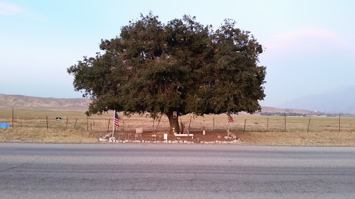 The Patriot Tree - Thumbnail