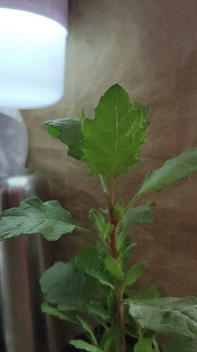 PLANTIKKA & El Hardinero Tienda - Taller de plantas y jardín - Breña