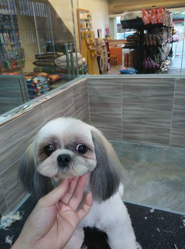 ISTAR PETS